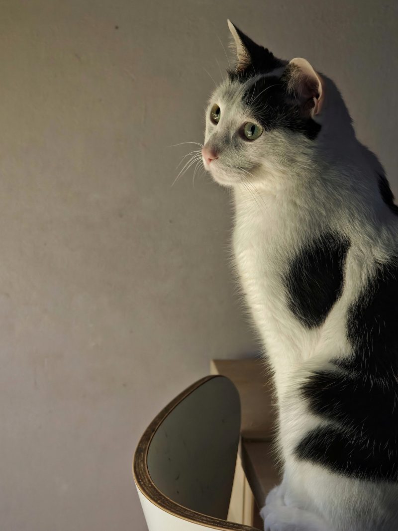 Katu Begirada – Mirada Gatuna 48 | Aventuras y Travesuras de Max El Travieso un Gato Juguetón