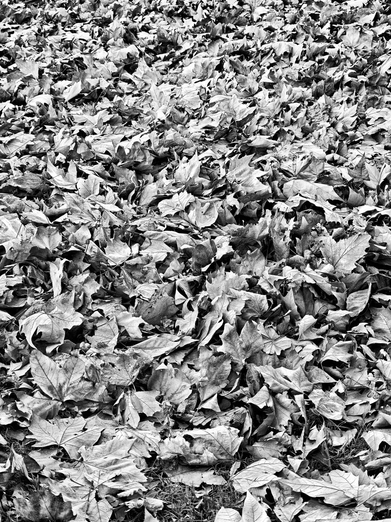 El Susurro del Invierno – Fotografía creativa móvil en Barakaldo | Ibarakaldo