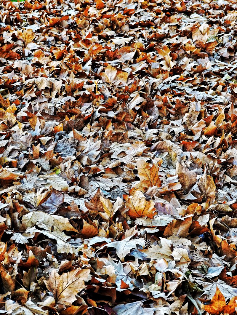 El sueño del Bosque… – Fotografía creativa móvil en Barakaldo | Ibarakaldo