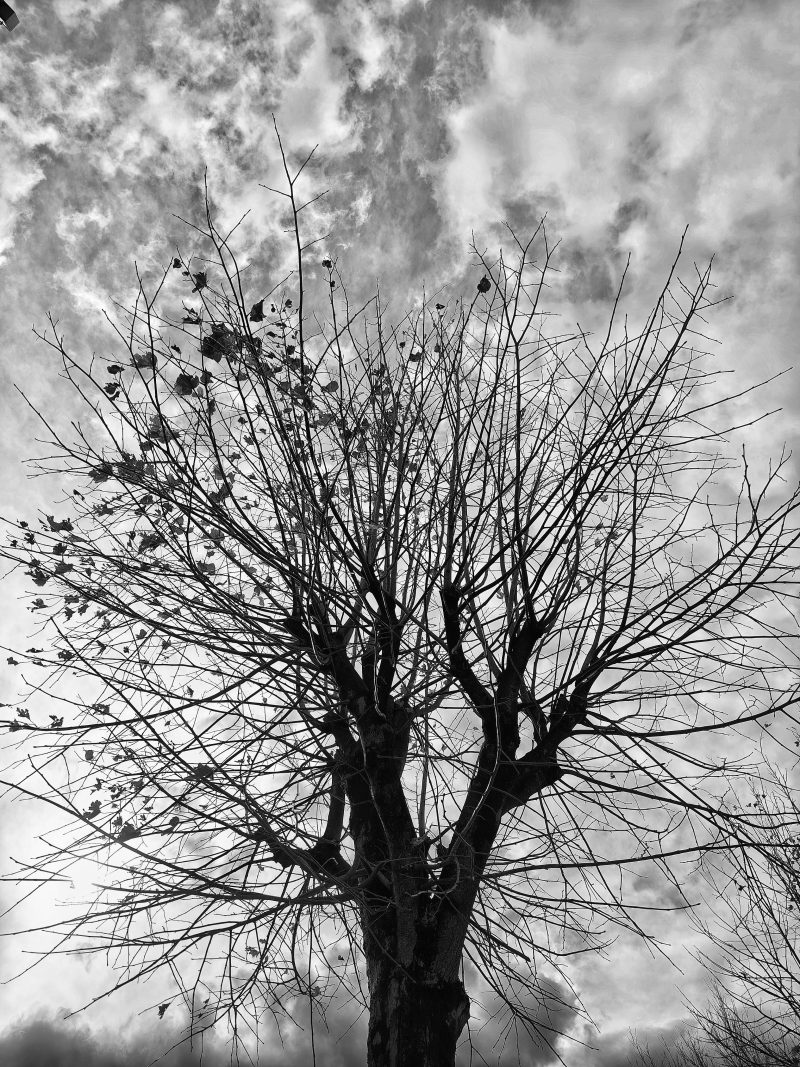 Ramificaciones – Fotografía creativa móvil en Barakaldo | Ibarakaldo