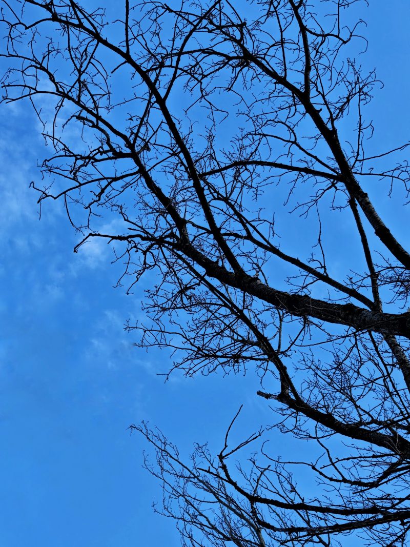 Venas al Cielo  … – Fotografía creativa móvil en Barakaldo | Ibarakaldo