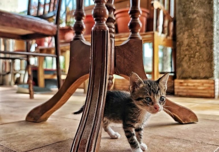 He visto un lindo gatito 3 – Fotografía creativa móvil en Abaran | Ibarakaldo