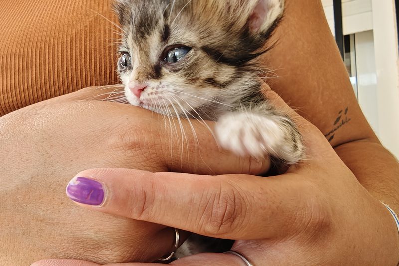 He visto un lindo gatito 2 – Fotografía creativa móvil en Abaran | Ibarakaldo